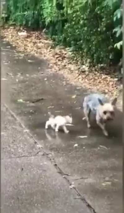 I know its rainy but still try to help ok