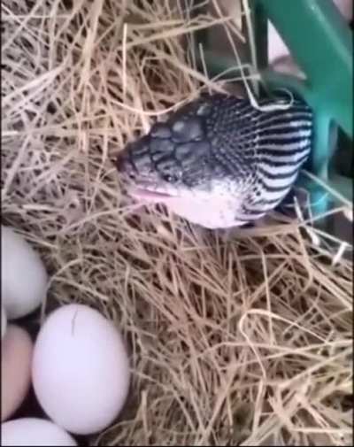 to steal an egg