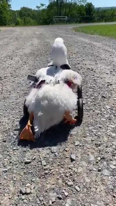 Rescued from an unfortunate predator attack that left her unable to walk, Kiwi has been making so much progress and is eager to move! We&rsquo;re going to get her booties very soon to help her feet on the gravel, but look at her go! Vegan for Kiwi❤️