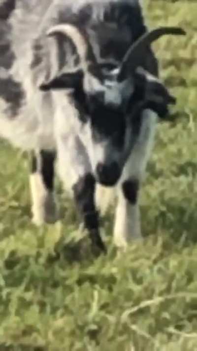 i guess the grass smelt bad