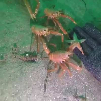 🔥 Trying to touch the human
