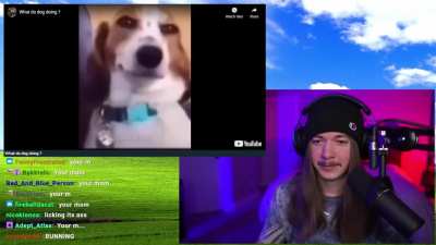 Ayo, what the dog doin