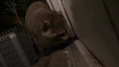 trashpandas