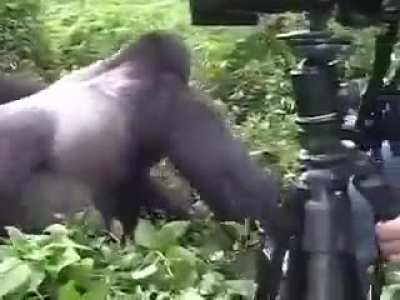 A gorilla's gentle reminder that he could easily kill you.