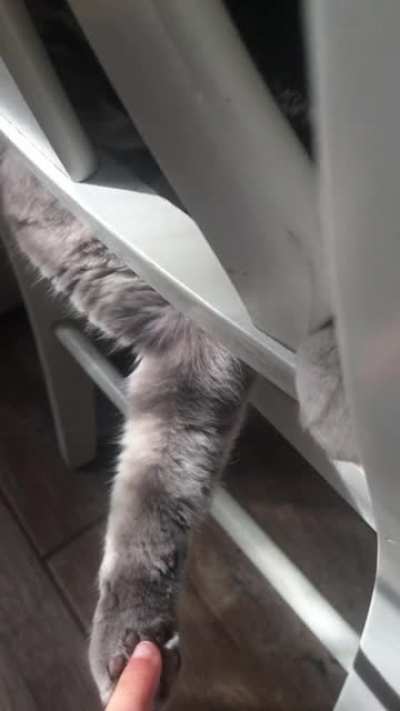 cat bite