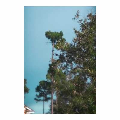 Just some trees