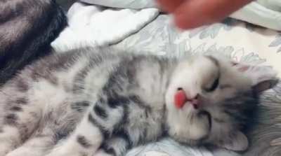 Tiny blep