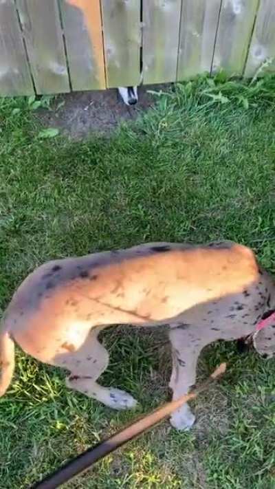 Dog gets startled