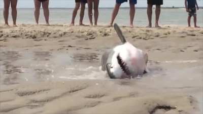 A Great White Shark stranded itself on a Cape Cod beach while chasing a seagull. These humans got together to rescue it.