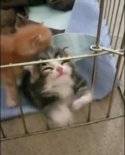 Poor kitty.
