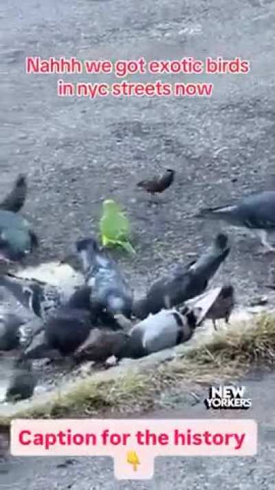 La cotorra Argentina llego a NY y le esta domando el pancito a las palomas