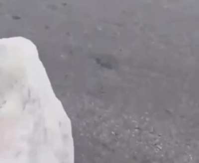 poor little guy, wish more people cared