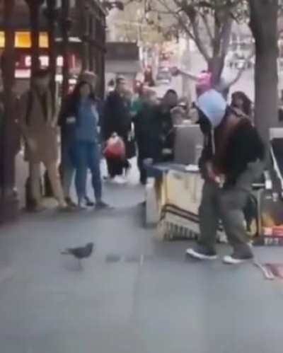 Голубь словил волну.