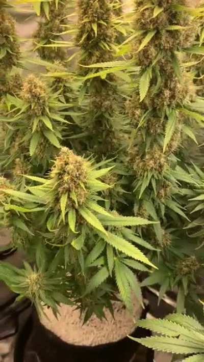 I keep thinking it’s gonna be soon but they keep getting chonkier and the trichs aren’t there just yet :) F58 White Mocha