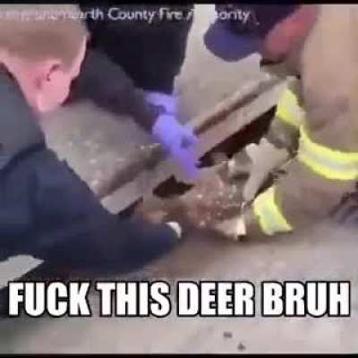 Bruh this deer