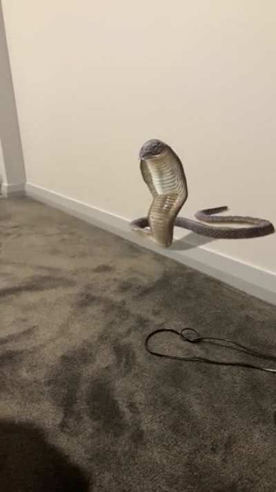 Where&rsquo;s the Snek?