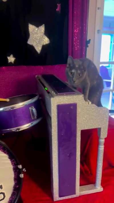 The rock cats peepoShy