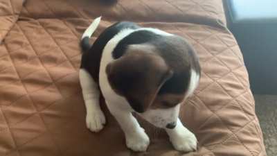 Milos first bark.