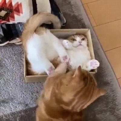 Не лезь! Моя коробка!