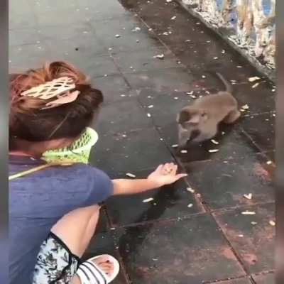 ó o macaco