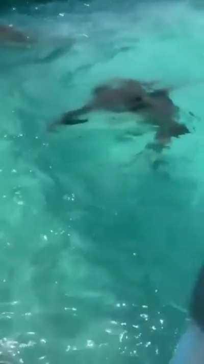 Dude goes to waterpark but doesn't know how to swim
