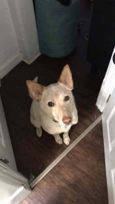 Doggo's polite and subtle implication that he is interested in going for a walk