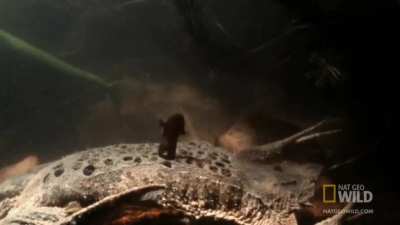 Suriname toads develop in eggs embedded in the mom&rsquo;s back and eventually erupt out of the honeycombed holes