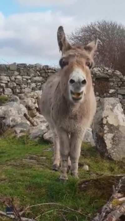 A talented donkey