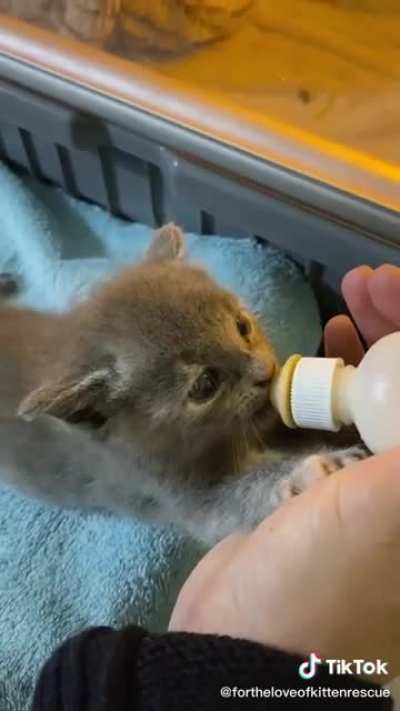 Kitty ASMR