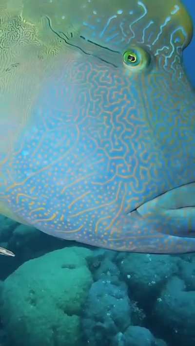 Napoleon fish , resident of coral reefs&hellip;