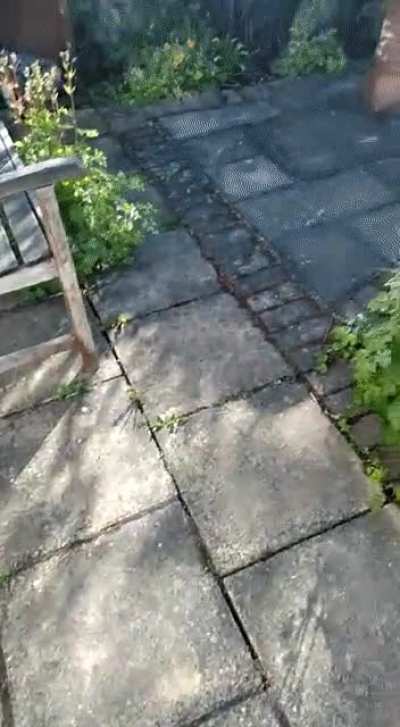 My Nan adopted a new cat, the shelter said "They walk a bit funny"