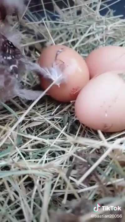 Huevos