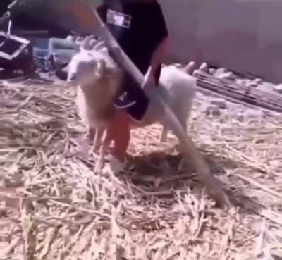 Let's ram a man from behind