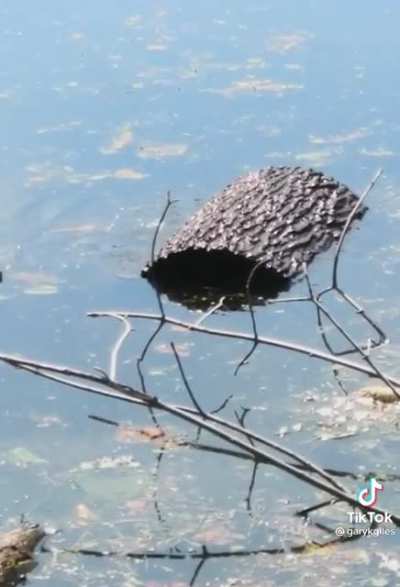Turtle vs log