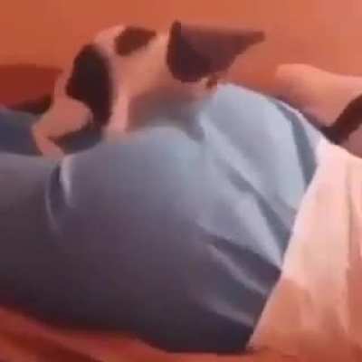 Kitty was hungry