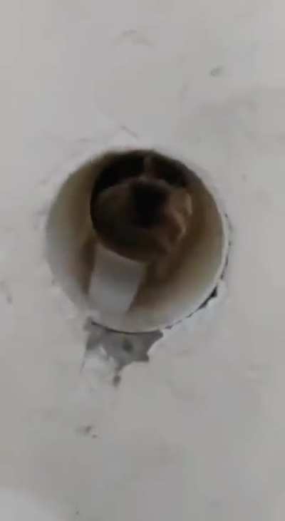 Cute Dog