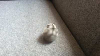 Smartest hamster boye shows some tricks