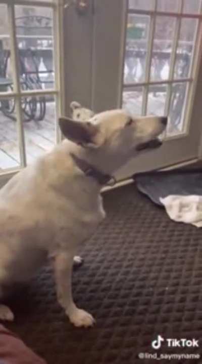 Dog thinks he&rsquo;s barking