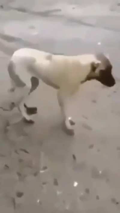 goofy dog