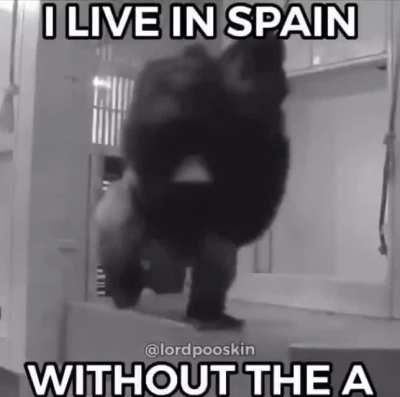 mono girando jaja funny