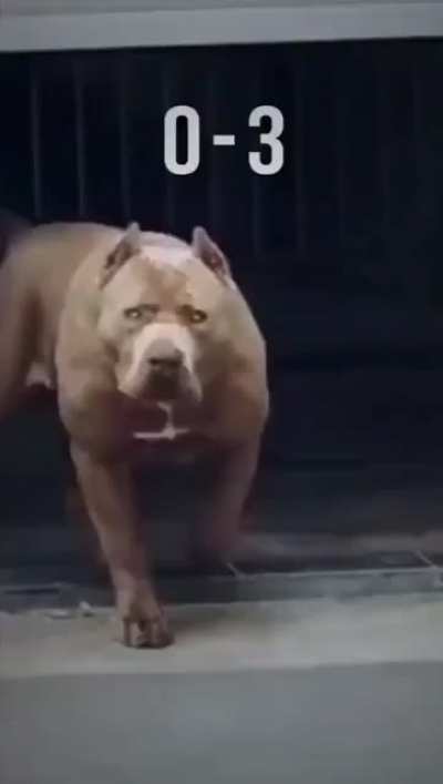 pitbull