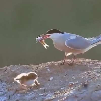 clumSy MoM cHokEs bABY to deatH by sERVINg caReleSSlY pREPAREd LuNch.