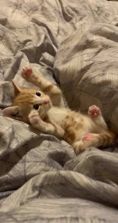 here&rsquo;s beans :)