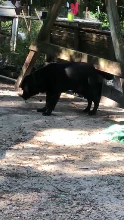 For 9 years he&rsquo;s used the swing set as his butt scratcher.
