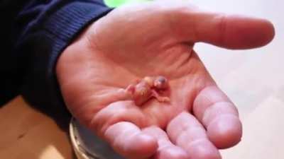 A kind man finds a small &amp;amp; abandoned budgie egg laying at the bottom of a cage in a pet shop. He decides to take the egg home, incubate it, and ends up raising the parrot to adulthood. After which, he returns to the same pet store in order to reunite 