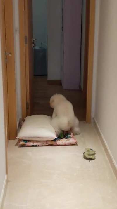 狗日的维尼熊