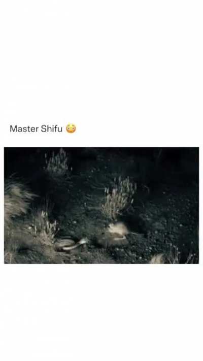 Master Shifu!!