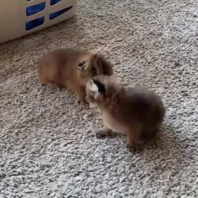 micro floppas (very cute!!!!1!!11!!)