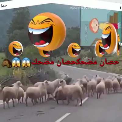 BRO WHAT😂😂 الشيطان الماعز لول 🐺👊🏽