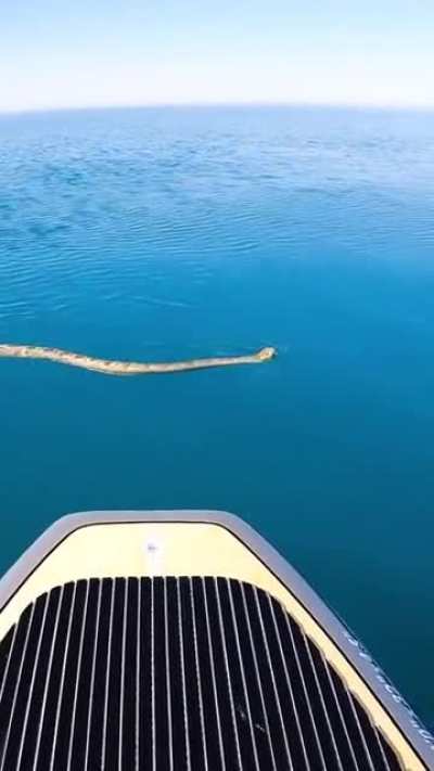 Human shows no fear being approached by a sea snake.